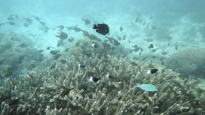 Huawei launches conservation project for marine protection in Kenya