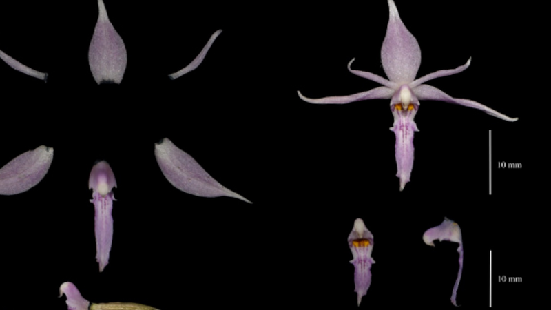 Meet China's new species discovered in 2024 video poster