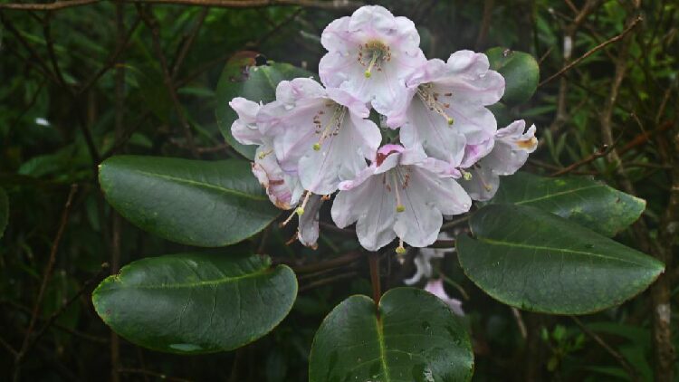 New Rhododendron species discovered in S China