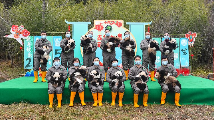 Panda_cubs_make_their_collective_debut_ahead_of_Chinese_New_Year - My Global News: Young Voices Panda cubs make their collective debut ahead of Chinese New Year