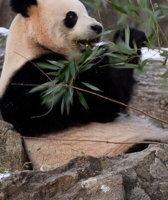 Meet Bao Li and Qing Bao: Giant Pandas Debut at Smithsonian National Zoo! Panda fans flock to National Zoo in Washington DC video poster