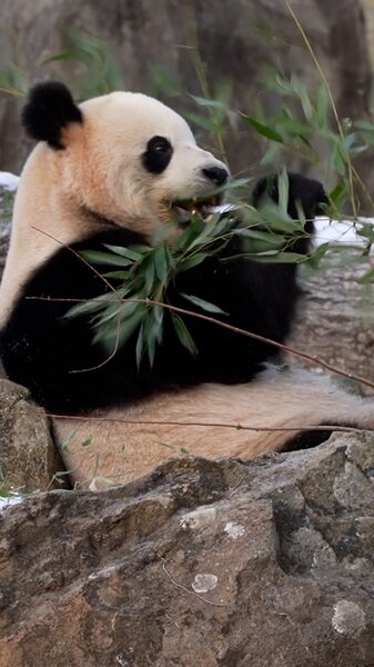 Panda_fans_flock_to_National_Zoo_in_Washington_DC_poster - My Global News: Young Voices Panda fans flock to National Zoo in Washington DC video poster