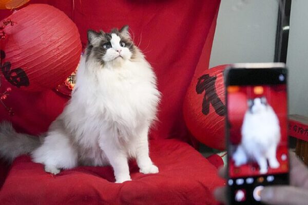 Pets Join the Party: How Furry Friends Celebrate Chinese New Year ๐๐พ Pets stealing the show: How furry friends celebrate Chinese New Year