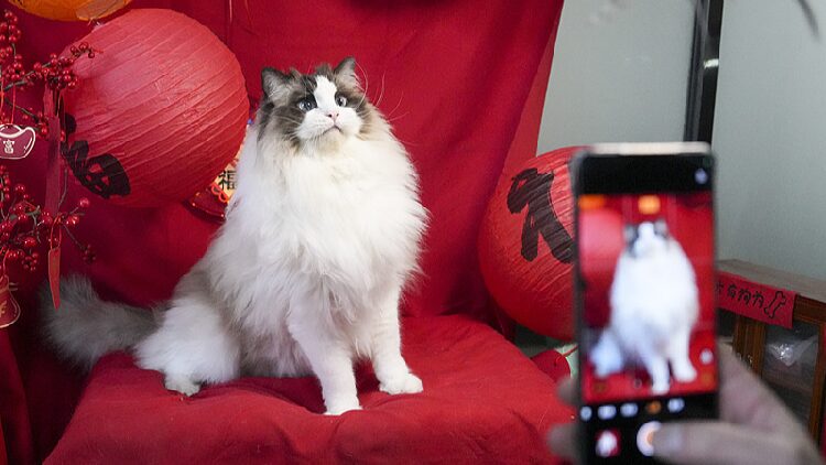 Pets_stealing_the_show_How_furry_friends_celebrate_Chinese_New_Year - My Global News: Young Voices Pets stealing the show: How furry friends celebrate Chinese New Year