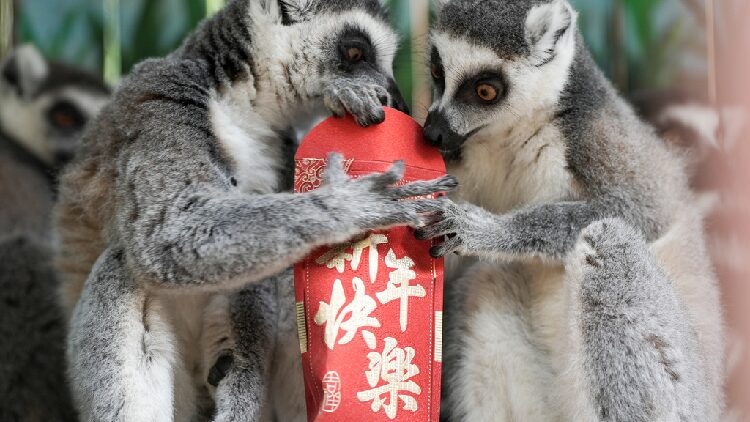 Primates cash in on Spring Festival fun at Chongqing animal park