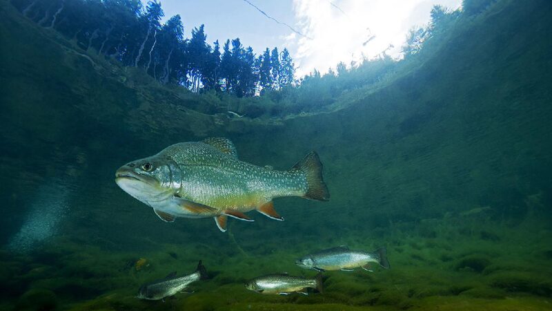 Quarter of freshwater animals threatened with extinction