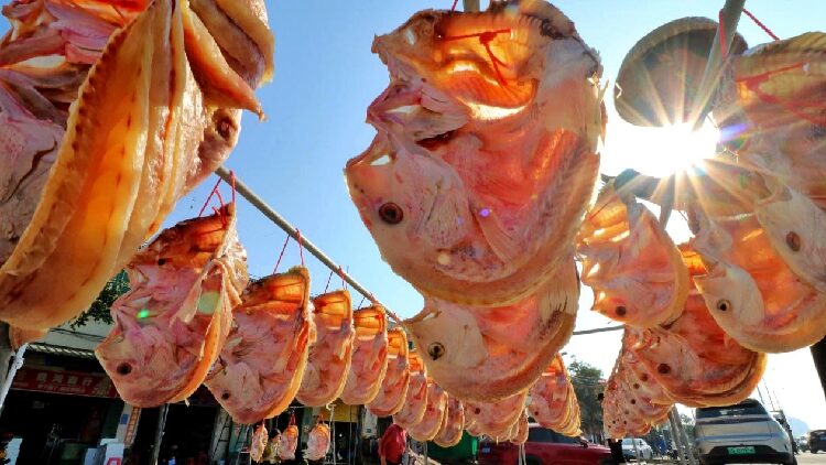 Redfish_an_indispensable_delicacy_during_Spring_Festival_in_Hainan - My Global News: Young Voices Redfish, an indispensable delicacy during Spring Festival in Hainan