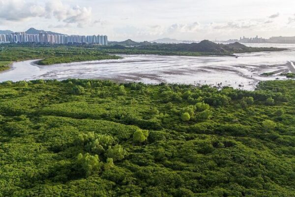 Shenzhen, Hong Kong jointly conserve mangrove wetlands