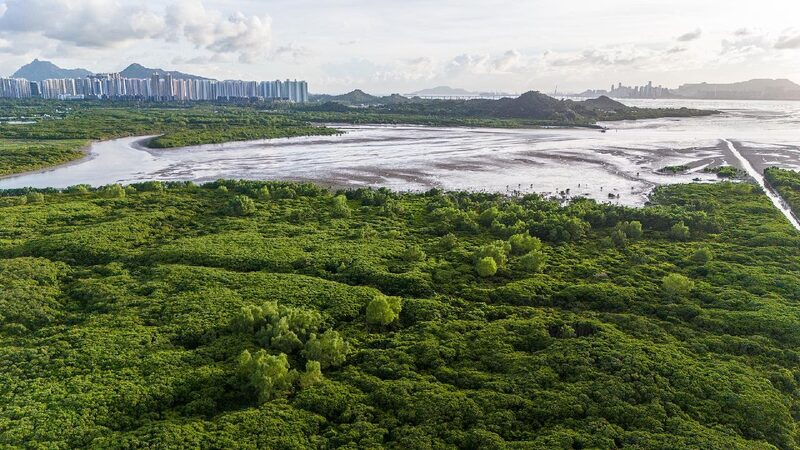 Shenzhen_Hong_Kong_jointly_conserve_mangrove_wetlands - My Global News: Young Voices Shenzhen, Hong Kong jointly conserve mangrove wetlands