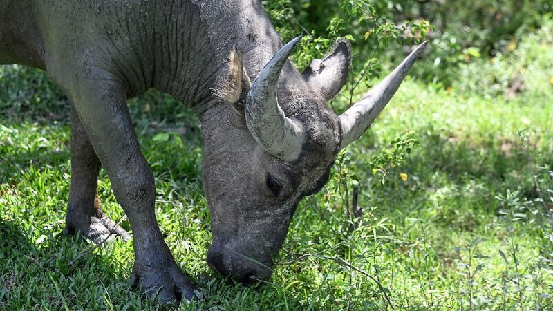 Study_reveals_tiny_plastic_particles_impact_on_terrestrial_food_webs - My Global News: Young Voices Study reveals tiny plastic particles' impact on terrestrial food webs