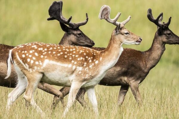 Animals Are Losing Their Genetic Superpowers 🦁🌿 Study says animals, plants losing genetic diversity