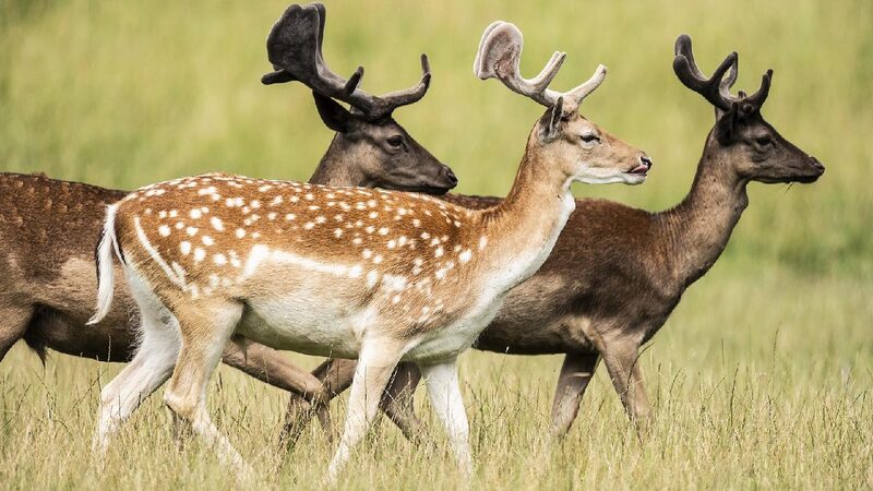 Study_says_animals_plants_losing_genetic_diversity - My Global News: Young Voices Study says animals, plants losing genetic diversity