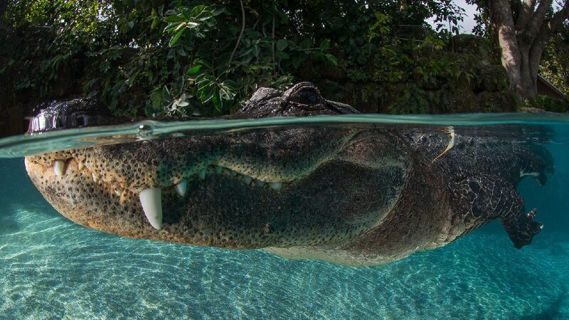 Uncertain_future_of_ESA_and_global_wildlife_protection - My Global News: Young Voices Uncertain future of ESA and global wildlife protection