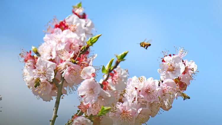 Apricot_flowers_bloom_in_Yunnan - My Global News: Young Voices Apricot flowers bloom in Yunnan