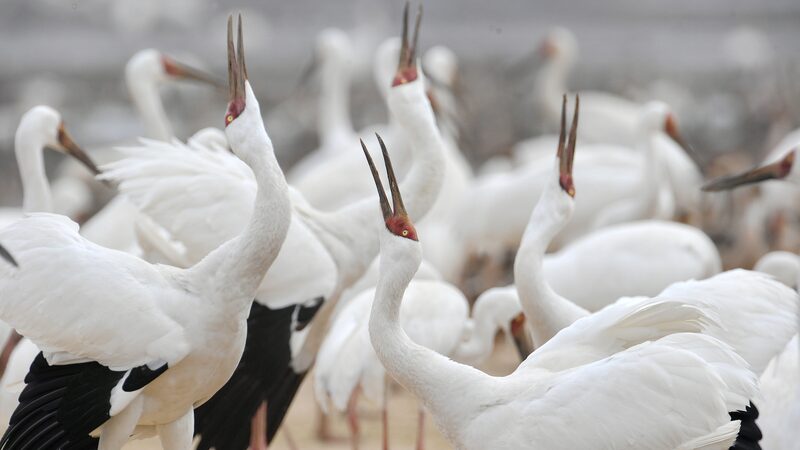 Birdwatching boom fuels eco-tourism growth video poster