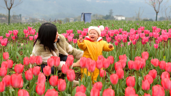 Blooming Tulip Wonderland Brings Spring Cheer to Chongqing π· Blooming tulips herald spring in Chongqing