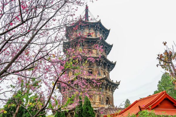 Cherry Blossoms Bring Spring Magic to Ancient Kaiyuan Temple Blossoming cherries add to the charm of ancient temple in Quanzhou