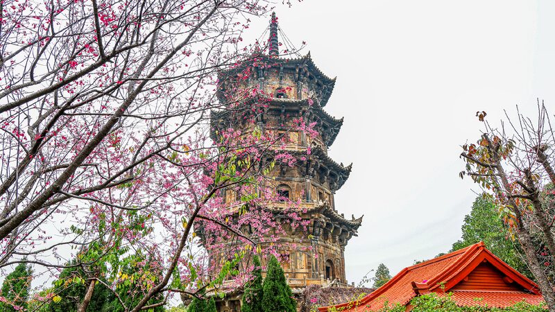 Blossoming_cherries_add_to_the_charm_of_ancient_temple_in_Quanzhou - My Global News: Young Voices Blossoming cherries add to the charm of ancient temple in Quanzhou