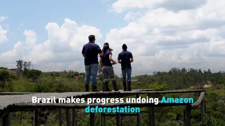 Brazil makes progress undoing deforestation to Amazon video poster