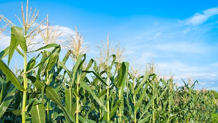 China_develops_gene-editing_method_to_reduce_corn_plant_height - My Global News: Young Voices China develops gene-editing method to reduce corn plant height