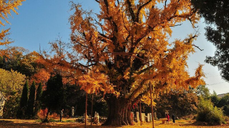 China to implement tagging system for ancient, notable trees