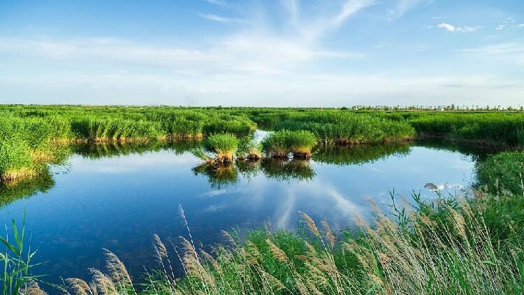 China's wetland area stays above 56.35 million hectares