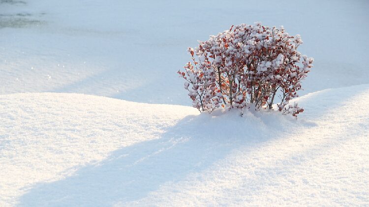 Climate_change_is_weakening_extreme_cold_events_study_finds - My Global News: Young Voices Climate change is weakening extreme cold events, study finds