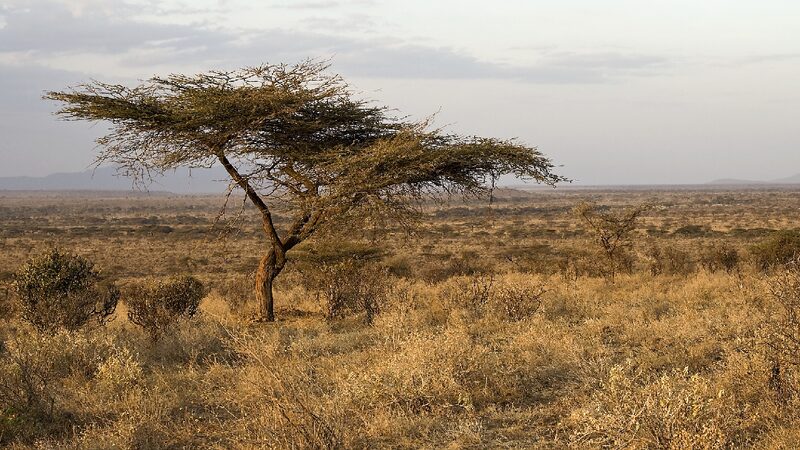 Drought_worsens_in_Kenyas_arid_areas_millions_at_risk_of_starvation - My Global News: Young Voices Drought worsens in Kenya's arid areas, millions at risk of starvation