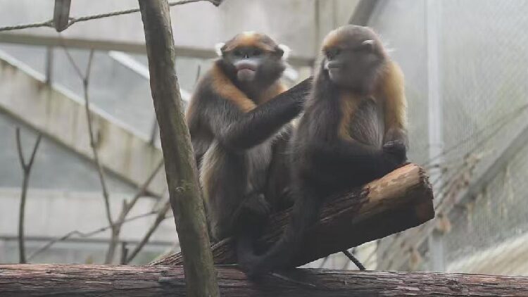 Fanjing Mountain's monkey research center opens to public