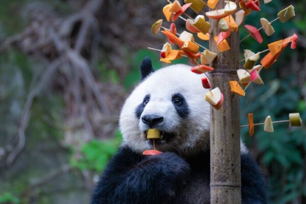 Giant Pandas in Chongqing Zoo Enjoy Fruity Veggie Skewers! ๐ผ๐๐ฅ Fruit and vegetable skewers delight giant pandas in Chongqing