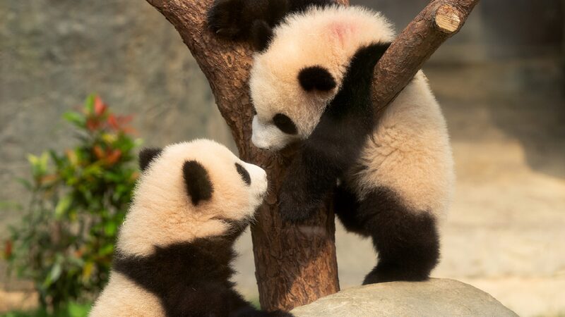 Hong_Kong-born_giant_panda_cubs_make_public_debut - My Global News: Young Voices Hong Kong-born giant panda cubs make public debut