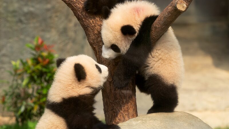 Hong_Kong-born_giant_panda_cubs_meet_public - My Global News: Young Voices Hong Kong-born giant panda cubs meet public