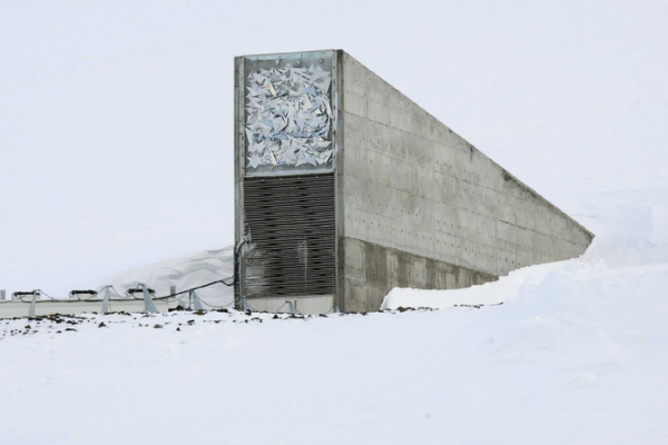 14,000 New Seeds Stored in Norway’s ‘Doomsday Vault’! 🌱 New seeds deposited in Norway's Svalbard Global Seed Vault