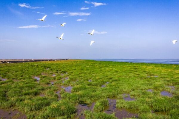Discover the Wild Yellow River: Where Muddy Waters Create New Lands! Our wetlands: Where the wild Yellow River meets the sea video poster