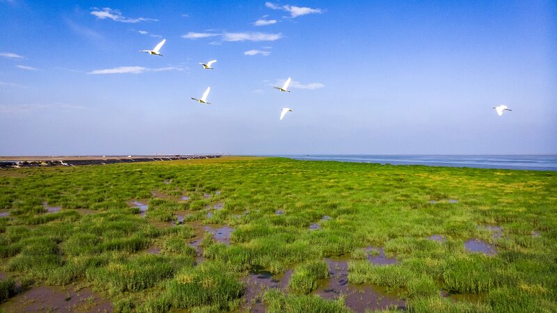 Our_wetlands_Where_the_wild_Yellow_River_meets_the_sea_poster - My Global News: Young Voices Our wetlands: Where the wild Yellow River meets the sea video poster