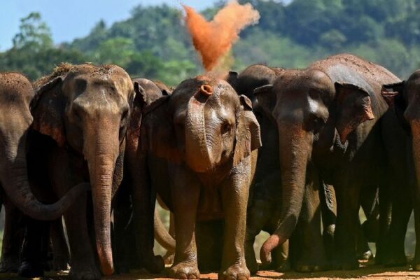 Sri Lanka’s Elephants in Danger: Over 3,000 Lost in Human-Elephant Conflict ππ Over 3,000 elephants killed in Sri Lanka's human-elephant conflict