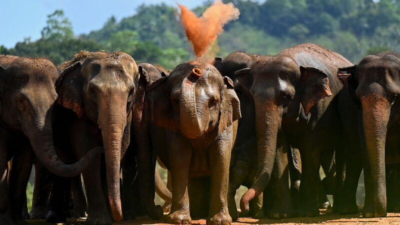 Over_3000_elephants_killed_in_Sri_Lankas_human-elephant_conflict - My Global News: Young Voices Over 3,000 elephants killed in Sri Lanka's human-elephant conflict