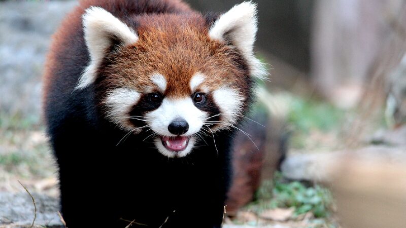 Playful_red_pandas_delight_visitors_at_Shanghai_Zoo - My Global News: Young Voices Playful red pandas delight visitors at Shanghai Zoo