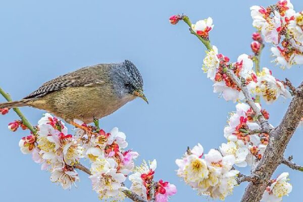 Plum blossoms and birds usher in spring