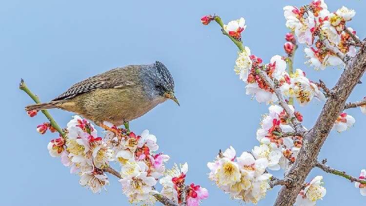 Plum blossoms and birds usher in spring