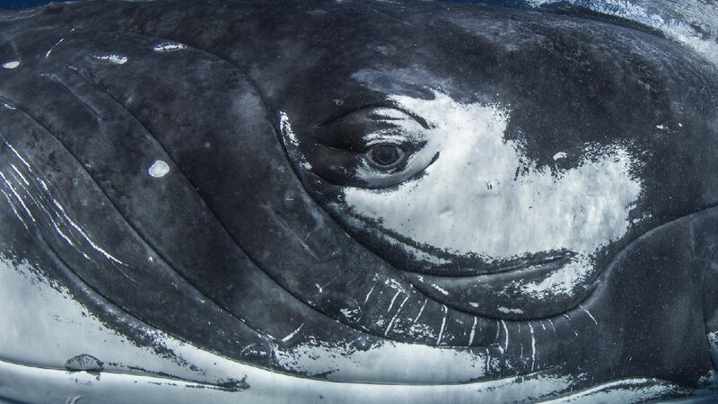 Scientists_find_whale_song_human_language_share_same_structure - My Global News: Young Voices Scientists find whale song, human language share same structure