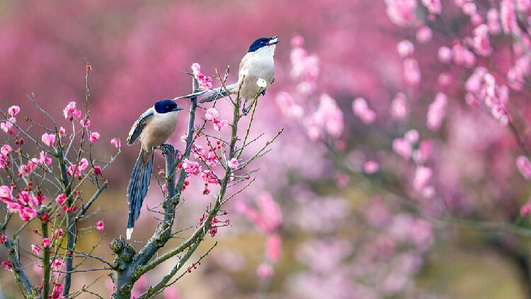 Spring awakens: China welcomes Rain Water solar term