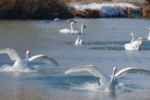 Swans Flock to Warm Wetland Oasis in Xinjiang! 🦢 Wetland attracts increasing numbers of swans in Xinjiang