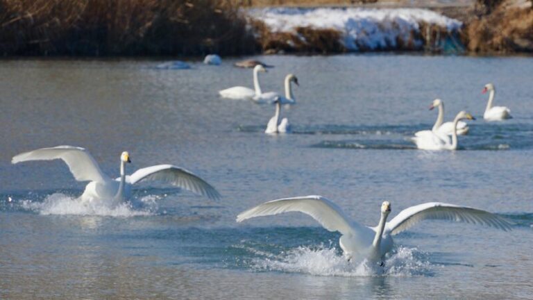 Wetland attracts increasing numbers of swans in Xinjiang