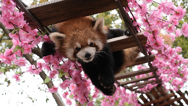 A_floral_adventure_for_red_pandas_in_Chongqing - My Global News: Young Voices A floral adventure for red pandas in Chongqing