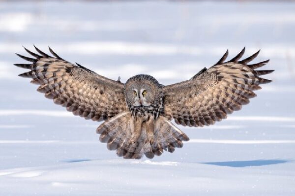 Majestic Great Gray Owl Spotted in Snowy Inner Mongolia! ๐ฆโ๏ธ A great gray owl forages and swoops across a snowy plain in Hulunbuir