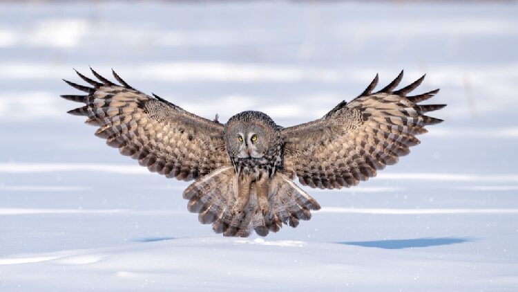 A great gray owl forages and swoops across a snowy plain in Hulunbuir