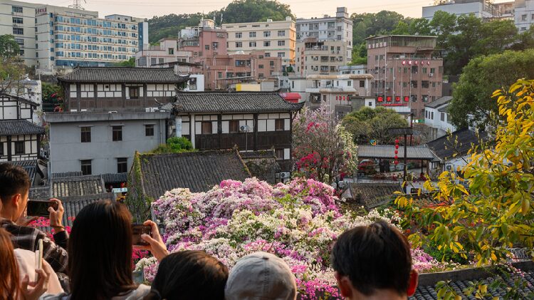 Bougainvillea bursts from rooftops in Shenzhen Hakka village