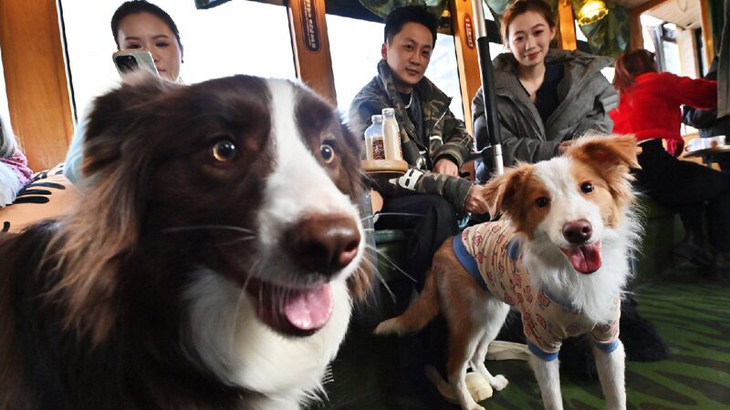 Changchuns_tourism_tram_offers_special_rides_for_pets - My Global News: Young Voices Changchun's tourism tram offers special rides for pets