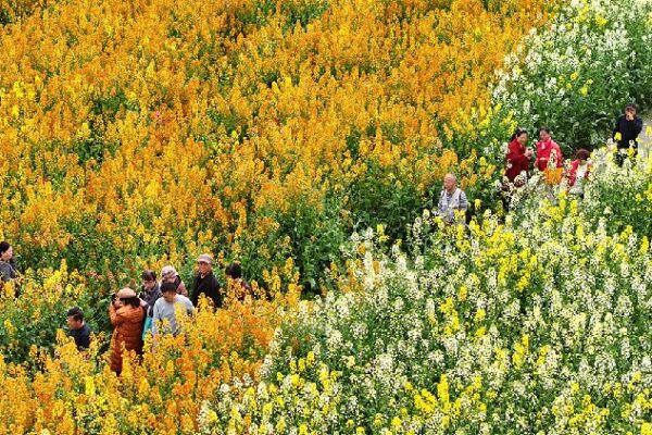 Chengdu’s Rainbow Rapeseed Fields Paint a Colorful Spring Spectacle Chengdu's rapeseed fields bloom in a colorful spring spectacle